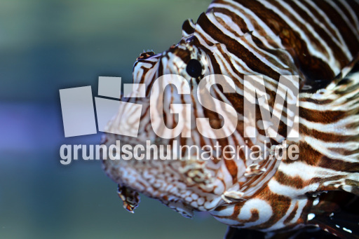 Pazifischer Rotfeuerfisch (2).jpg